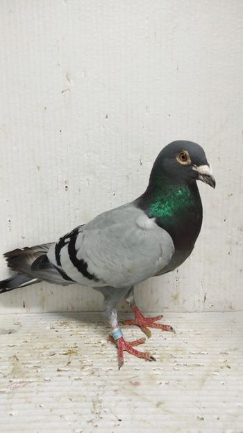  - De vânzare voiajori 3