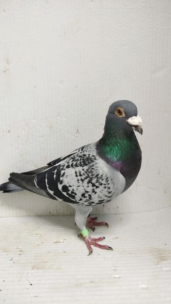  - De vânzare voiajori 3