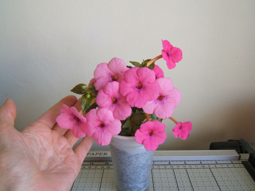 Rose dream - 001 Achimenes de dat