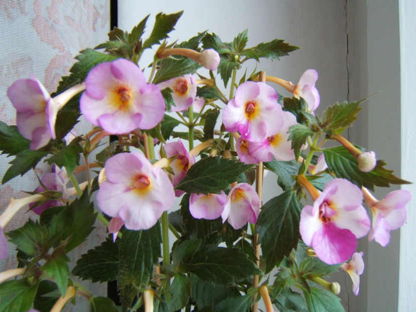Mesange blanche - 001 Achimenes de dat