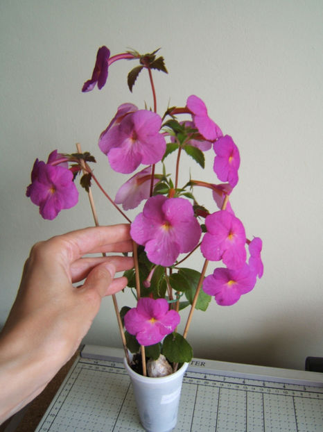 Hibrid - 001 Achimenes de dat