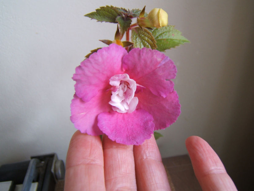 Nia - 001 Achimenes de dat