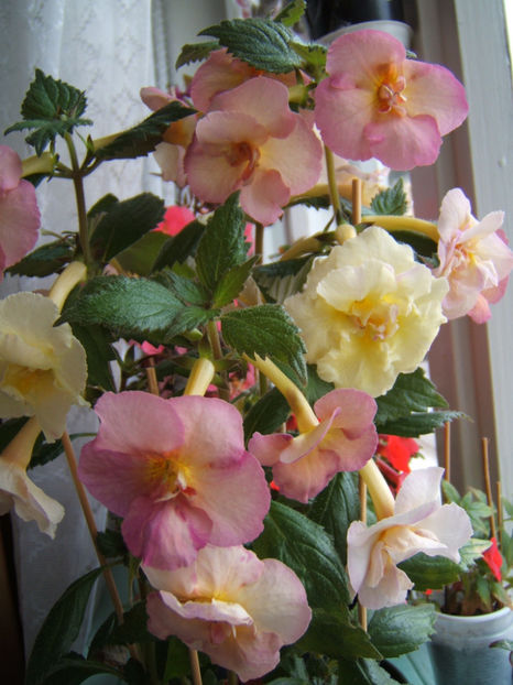 Yellow english rose - 001 Achimenes de dat