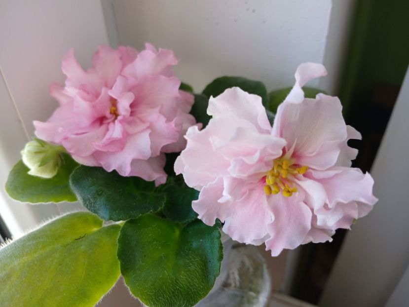  - LF Kremovyy Desert