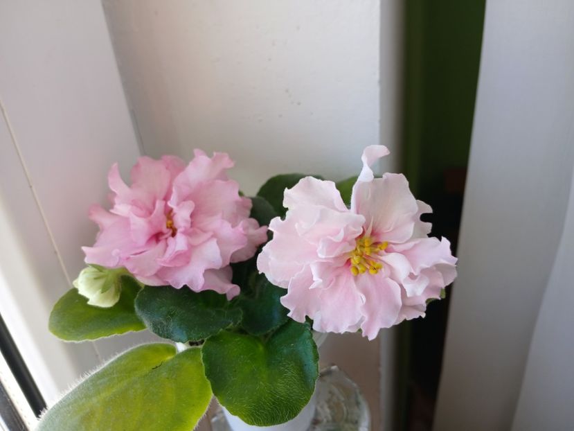  - LF Kremovyy Desert