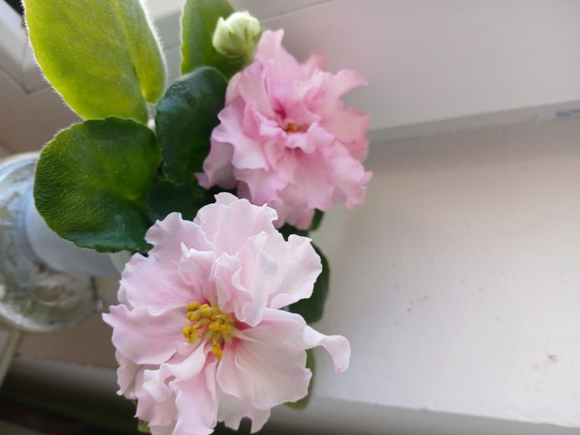  - LF Kremovyy Desert