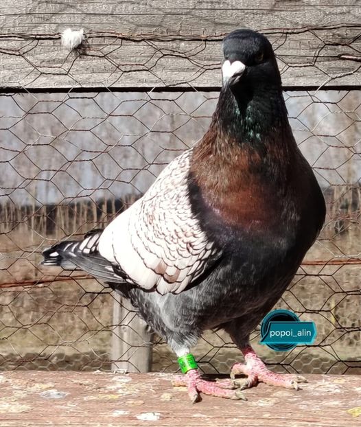  - Nu îmi aparțin 8
