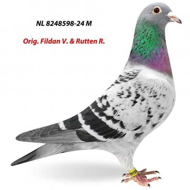 NL 8248598-24 Mitch - Fildan Mitch