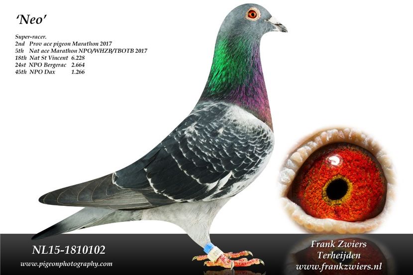 NL15-1810102 - Fildan Mitch