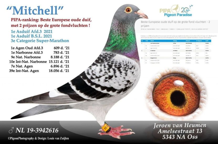 Mithchell - Fildan Mitch