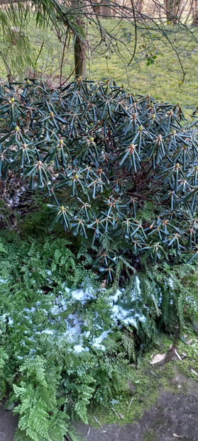 -12°C, ger uscat. - 2024 - 04 - 2025 - 00 - Iarna