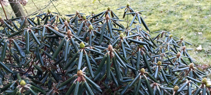 Toate au încremenit,... - 2024 - 04 - 2025 - 00 - Iarna