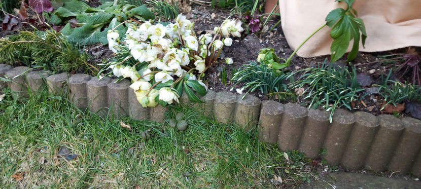 si sunt la pamant. - 2024 - 04 - 2025 - 00 - Iarna