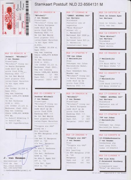 NL22 8564131x - Fildan Mitch