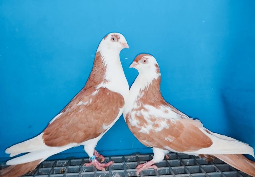 Perechea - B - Perechi 2025