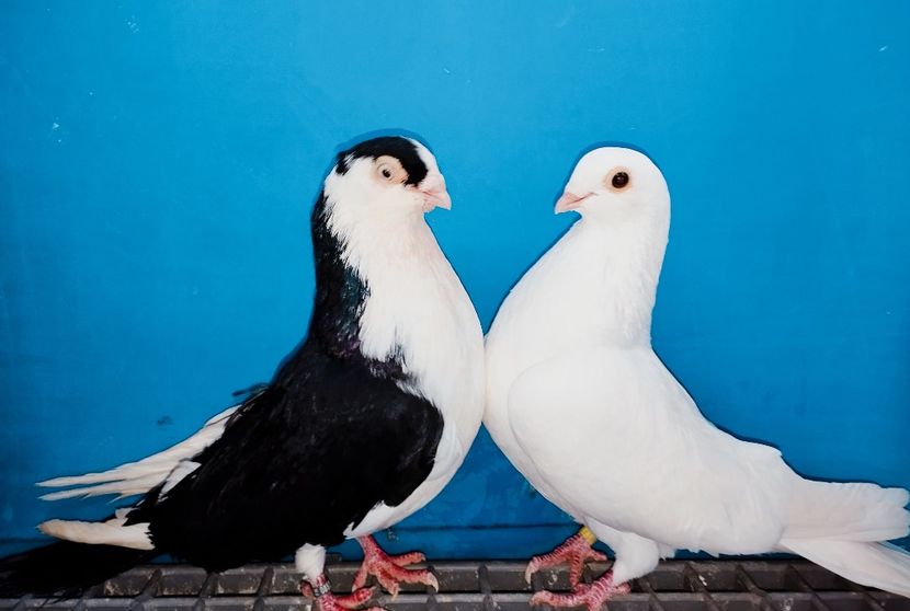 Perechea  14 - B - Perechi 2025