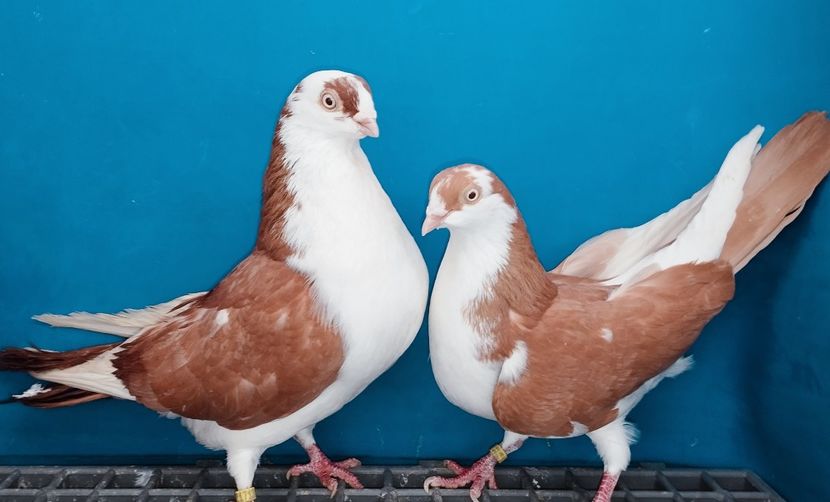 Perechea - B - Perechi 2025