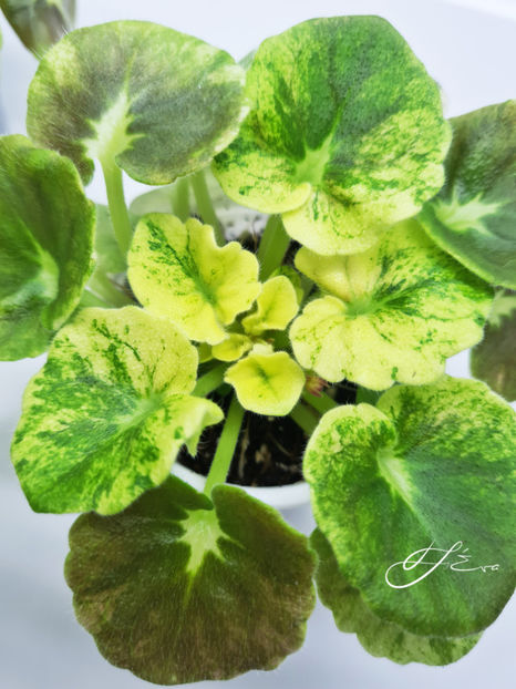  - AV-Yaponskaya Vishnia