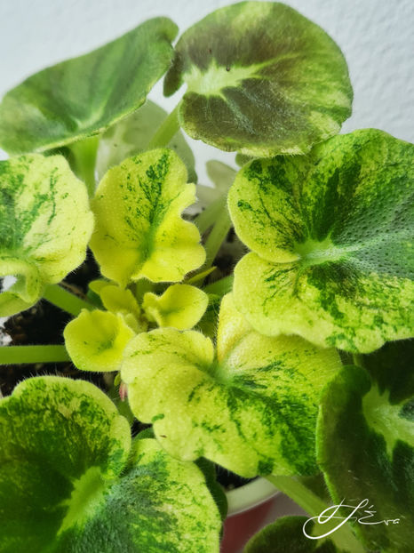  - AV-Yaponskaya Vishnia