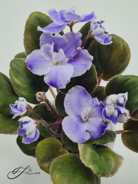  - OS-Zhemchug Iskanyi