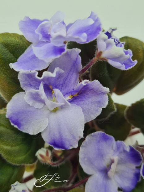  - OS-Zhemchug Iskanyi