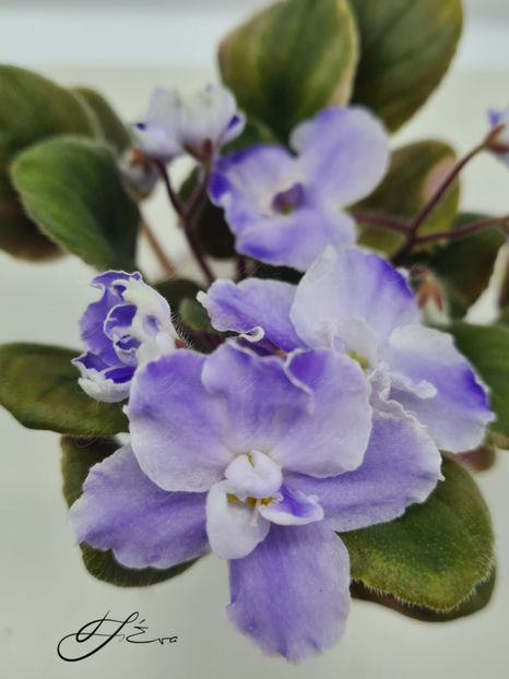  - OS-Zhemchug Iskanyi