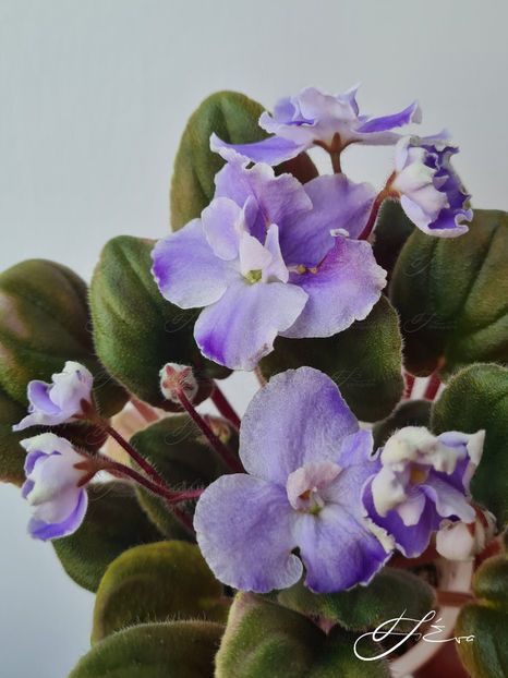  - OS-Zhemchug Iskanyi