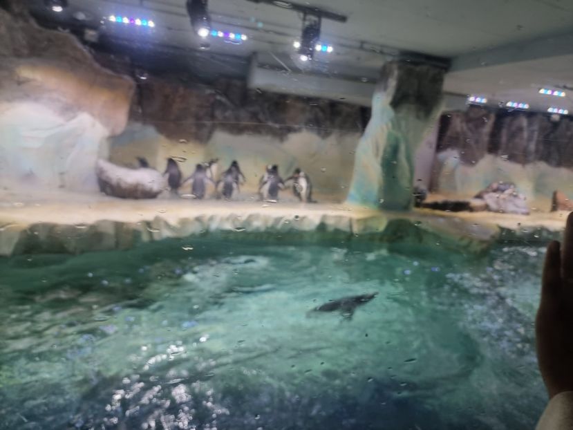  - SEALIFE BIRMINGHAM UK - 15 FEB 2025