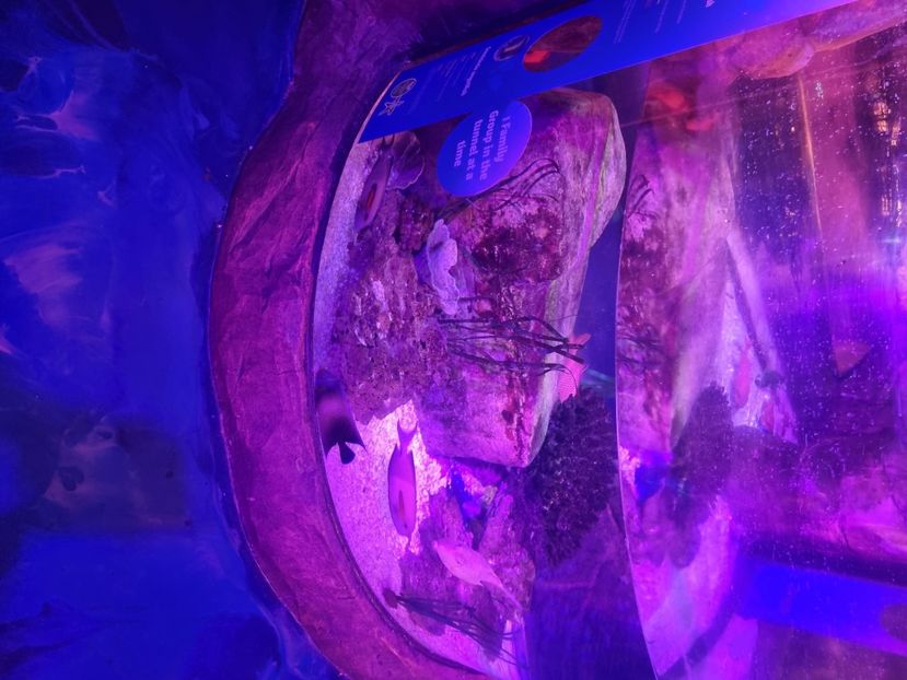  - SEALIFE BIRMINGHAM UK - 15 FEB 2025