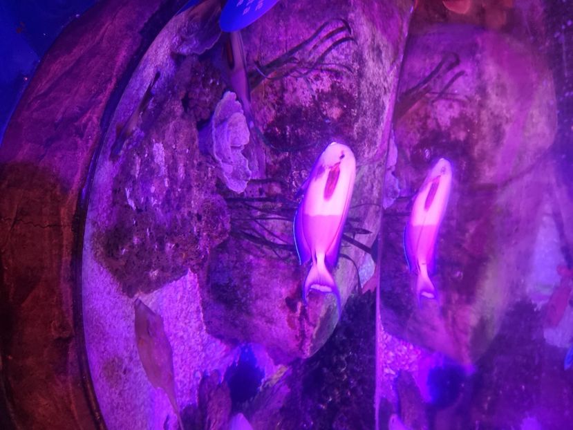  - SEALIFE BIRMINGHAM UK - 15 FEB 2025