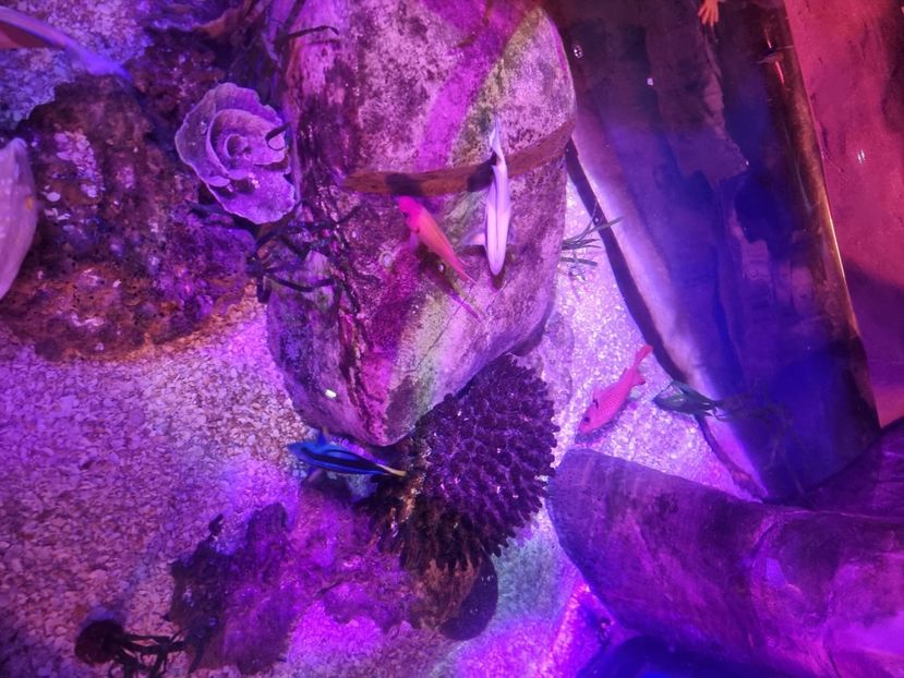  - SEALIFE BIRMINGHAM UK - 15 FEB 2025