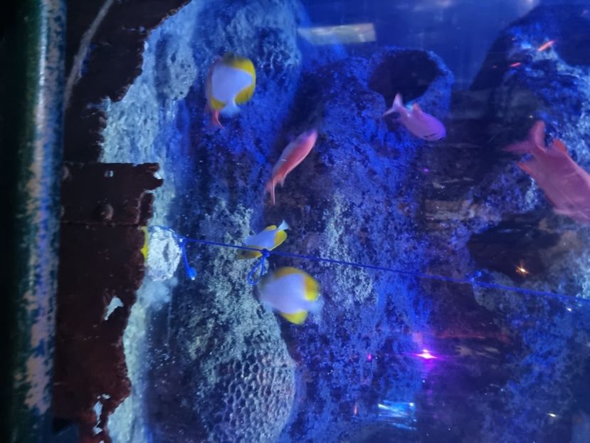  - SEALIFE BIRMINGHAM UK - 15 FEB 2025