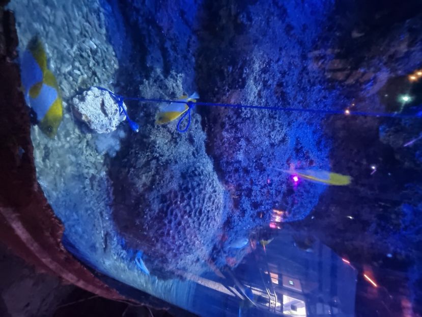  - SEALIFE BIRMINGHAM UK - 15 FEB 2025