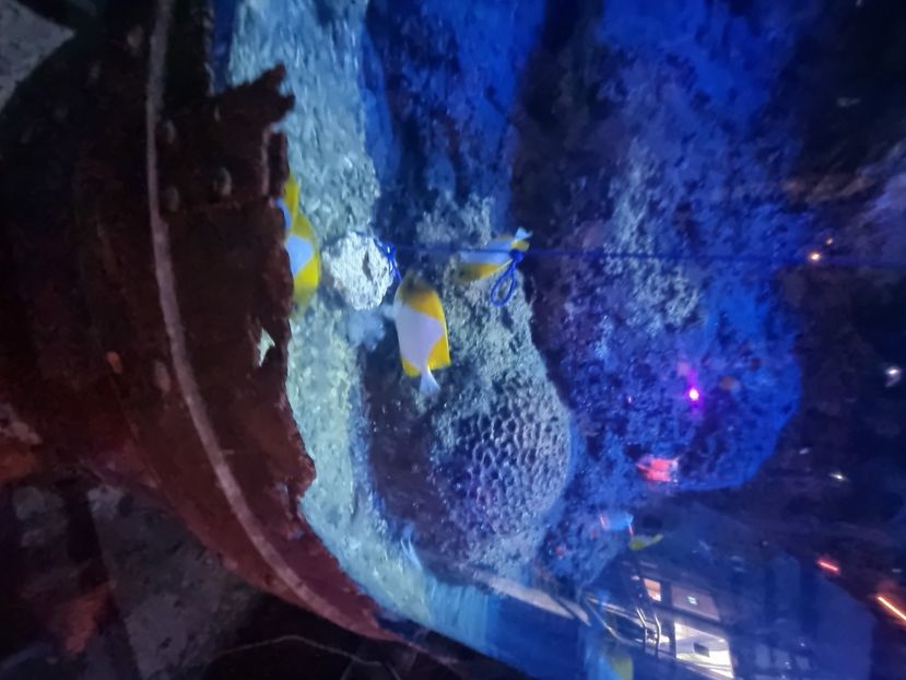  - SEALIFE BIRMINGHAM UK - 15 FEB 2025