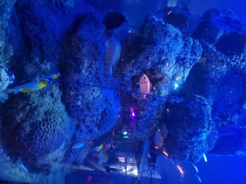  - SEALIFE BIRMINGHAM UK - 15 FEB 2025