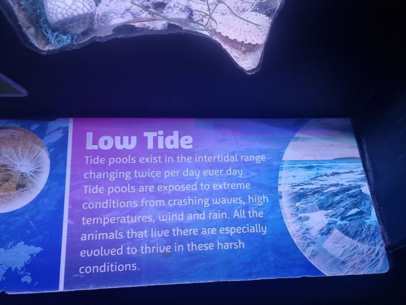  - SEALIFE BIRMINGHAM UK - 15 FEB 2025