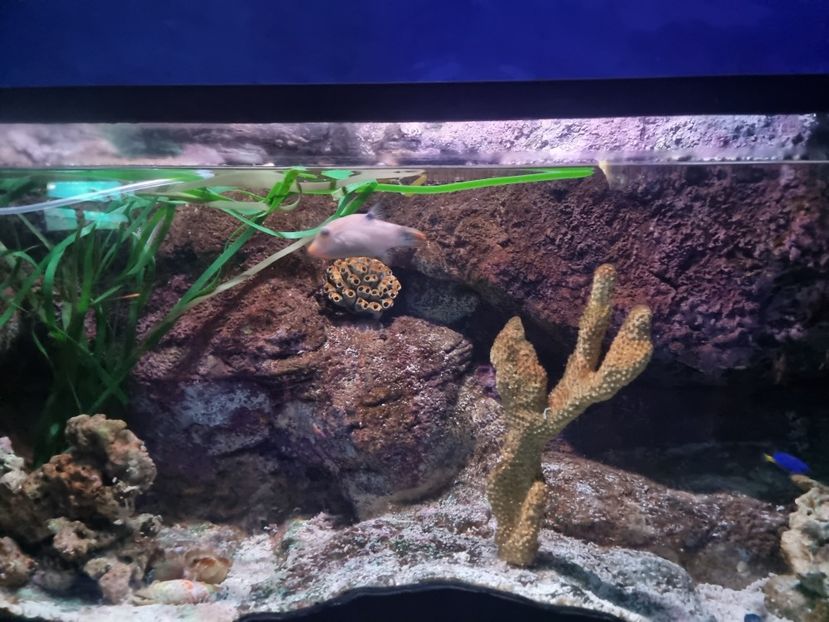  - SEALIFE BIRMINGHAM UK - 15 FEB 2025