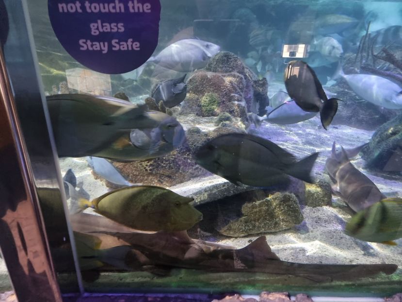  - SEALIFE BIRMINGHAM UK - 15 FEB 2025