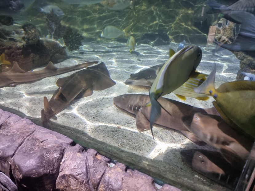  - SEALIFE BIRMINGHAM UK - 15 FEB 2025