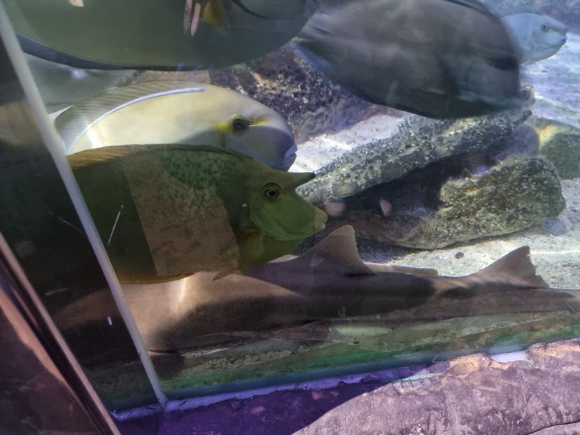  - SEALIFE BIRMINGHAM UK - 15 FEB 2025