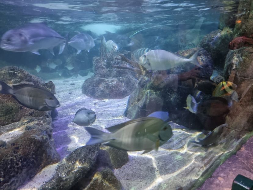 - SEALIFE BIRMINGHAM UK - 15 FEB 2025