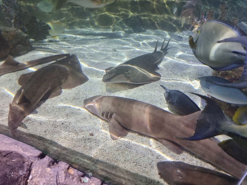  - SEALIFE BIRMINGHAM UK - 15 FEB 2025
