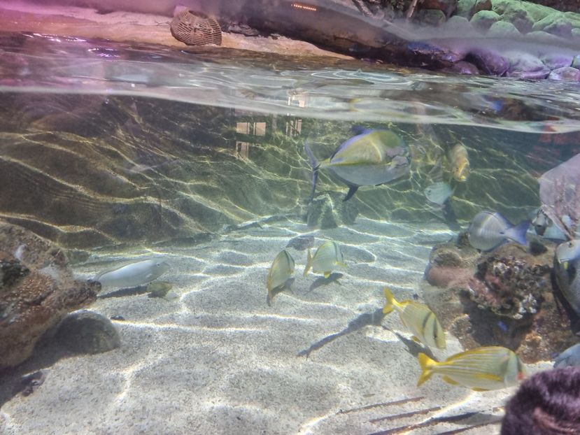  - SEALIFE BIRMINGHAM UK - 15 FEB 2025