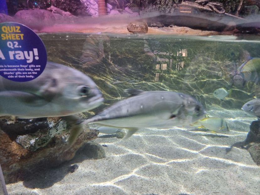  - SEALIFE BIRMINGHAM UK - 15 FEB 2025