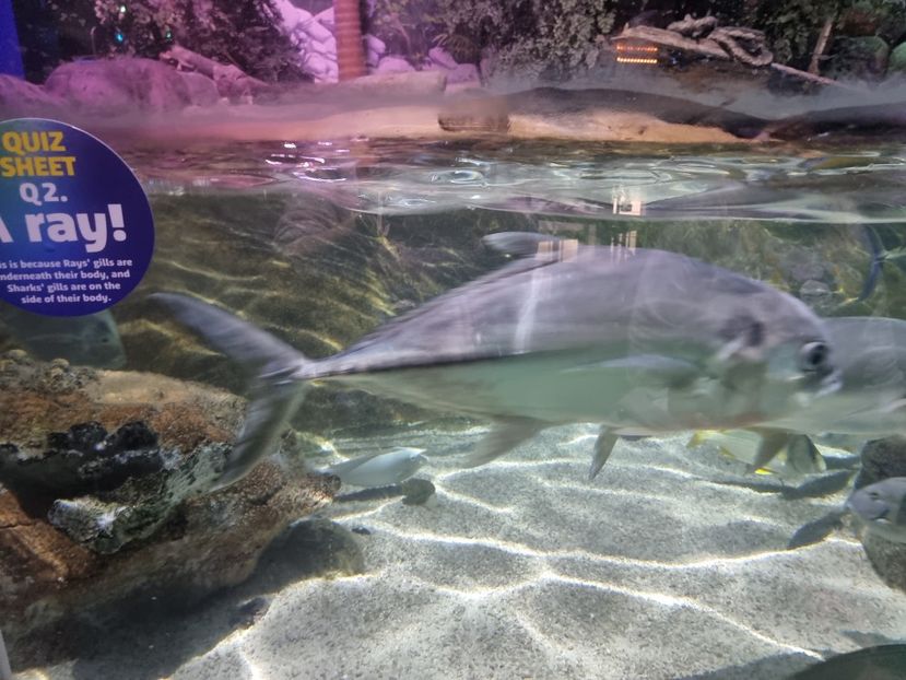  - SEALIFE BIRMINGHAM UK - 15 FEB 2025