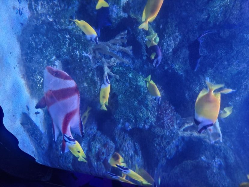  - SEALIFE BIRMINGHAM UK - 15 FEB 2025