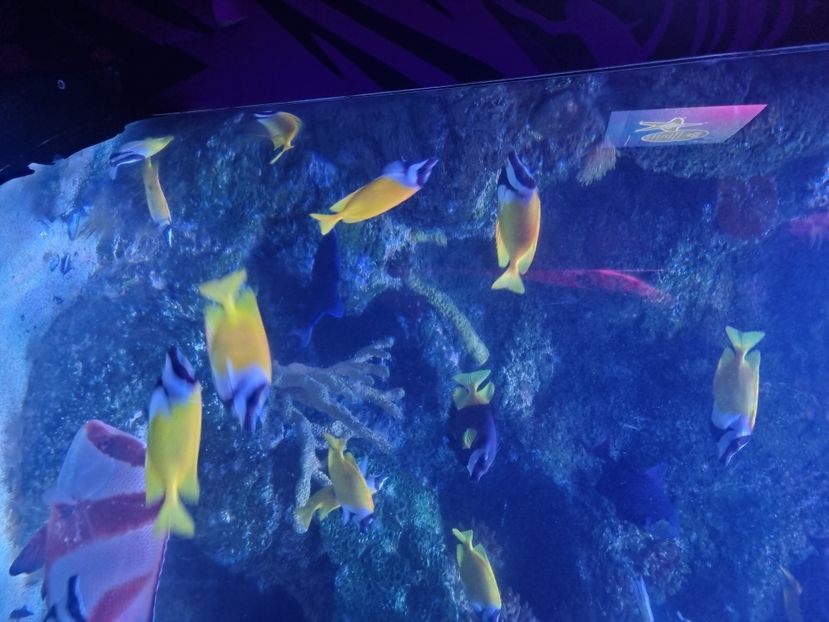  - SEALIFE BIRMINGHAM UK - 15 FEB 2025