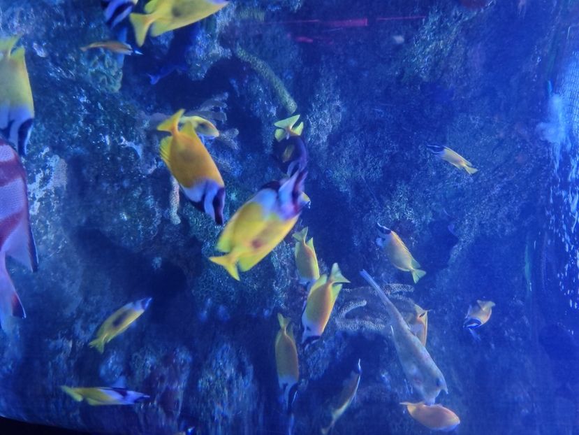  - SEALIFE BIRMINGHAM UK - 15 FEB 2025