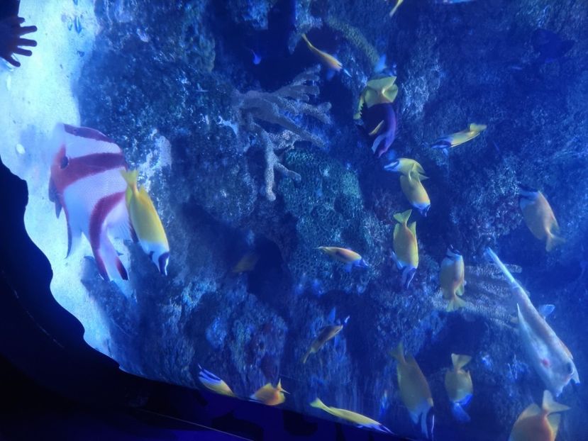  - SEALIFE BIRMINGHAM UK - 15 FEB 2025
