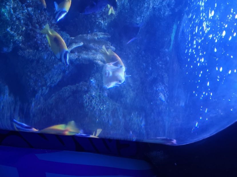  - SEALIFE BIRMINGHAM UK - 15 FEB 2025
